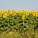 Séjour à la ferme Giuncola & Granaiolo